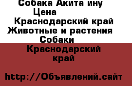 Собака Акита ину › Цена ­ 15 000 - Краснодарский край Животные и растения » Собаки   . Краснодарский край